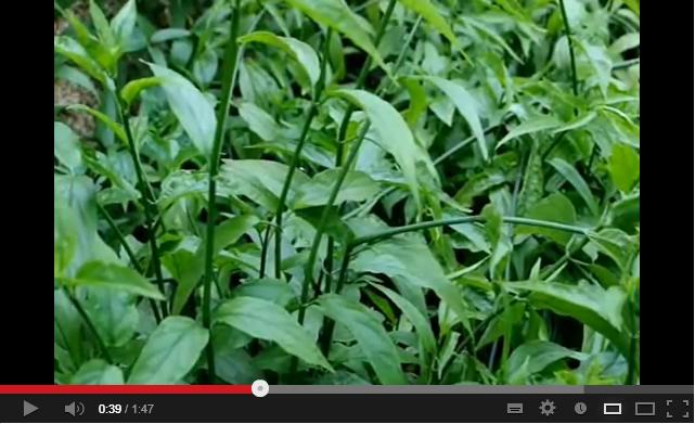 sabah snake grass herbs