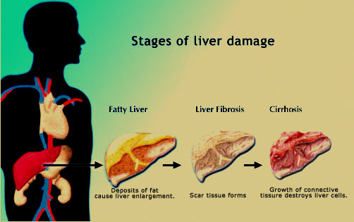 liver_stages_final